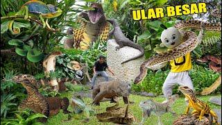 MENANGKAP HEWAN LUCU PART 6! ULAR, KADAL, KING KOBRA, KURA KURA, BIAWAK?!