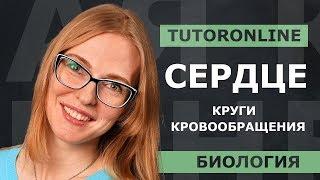 Сердце. Круги кровообращения | Биология | TutorOnline