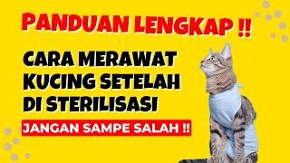 JANGAN SAMPAI SALAH !! Cara Merawat Kucing Setelah atau Pasca Disterilisasi Agar Cepat Pulih