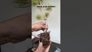 Black pine extract, chiết cây thông đen