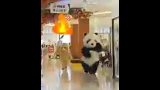 Cute panda whatsapp  status  panda video #shorts #funny #status #whatsapp #cute #panda #video