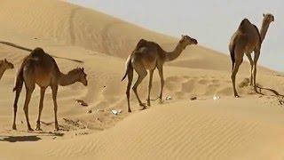 Camels in Fujairah Desert - UAE