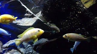 The Cichlid Show - New Look!