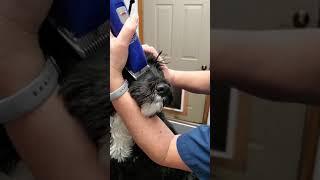 Grooming Tips  for Portuguese Water Dog - muzzle