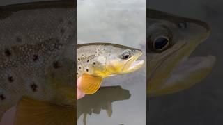 A FINE SPECIMEN! #tenkara #fishing #fishingtechnique #fishingmethod #fishing #wisconsin #driftless