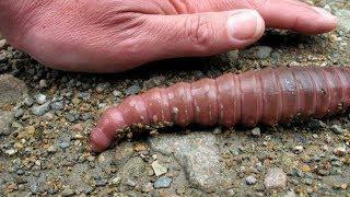 GIANT WORMS OF GIPPSLAND - AUSTRALIA || LIVING EARTH