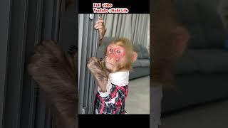 Monkey Kobi cried when leaving mother and sister #cute #cutemonkey