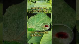 5 рабочих препаратов против паутинного клеща #дача #огород #теплица #сад