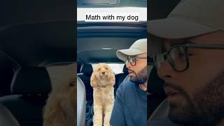 Mini Cockapoo Has The Best Facial Expressions After These Math Questions 