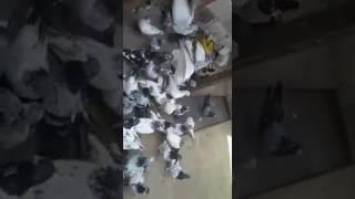 Uk Pakistani Pigeons  Bradford