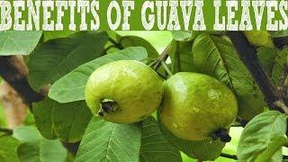 Advantage Of Guava Leaves For Skin And Health | Guava Leaves Benefits For Health | HD BeAuTy Tips.