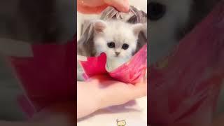 Adorable Cat  #cat #catshorts #shortvideo #petshorts #kitten #kittenlove