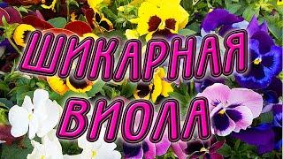 Шикарная виола. Выращивание из семян, посадка и уход. Полезные советы в рубрике "Дачный визит".