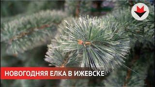 НОВОСТИ УДМУРТИИ | Новогодние елки начали устанавливать в Ижевске