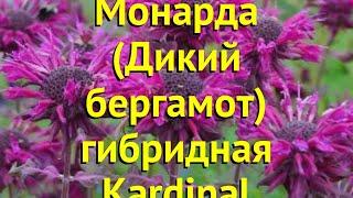 Монарда гибридная Кардинал. Краткий обзор, описание характеристик мonarda hybrida Kardinal