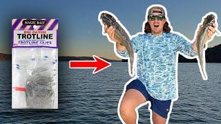 TROTLINE Fishing For BIG CATFISH! (Catch Clean & Cook)