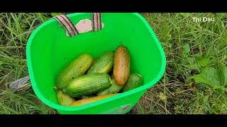 follow the girl to the field to pick melons and vegetables_Lý Thị Dậu