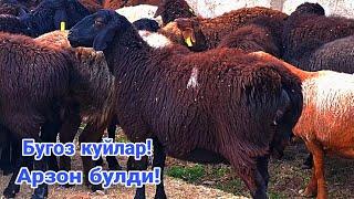 Бугоз куйлар! Арзон булди!  Сотилди