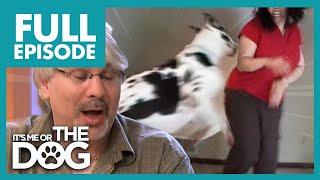 Great Dane Attacks Wife and Husband doesn't care! | Full Episode USA