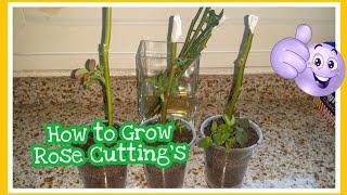 How to propagate Rose stem