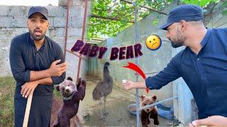 Ham Kbi Baby Bear Nhi La Saky Gy  Wildlife Department Not Allowed