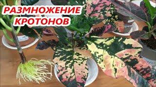 КОДИЕУМ КРОТОН  РАЗМНОЖЕНИЕ в ВОДЕ