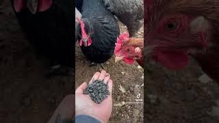 Your flock rely on you to keep them healthy.Be mindful of what you feed them #chickens #fyp #foryou
