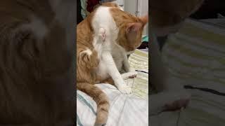阿法～如何舔腳，情人節撒糖系列-2️