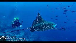 SCUBA Diving in the Galapagos Islands at Darwin Island & Wolf Island on the Galapagos Sky Liveaboard