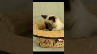 Pussy Cat