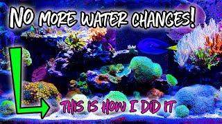 Unbelievable Secrets to Having a Low Maintenance Reef Tank! #reeftank