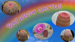 Rainbow Cactus | Echinocereus rigidissimus | Cacti care