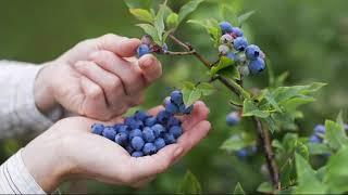 Cottage Farms Twice as Nice Sweetheart Blueberry on QVC