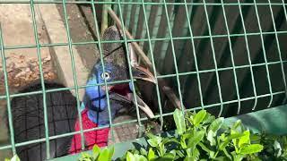 An excited cassowary.