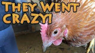 They Went CRAZY | A Big Family Homestead VLOG