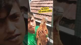 THE REAL!!! RED IGUANA JOMBO!!! #shorts #rediguana #reptiler #reptilelover #reptile #berandashorts