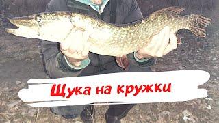 ЛОВЛЯ ЩУКИ НА ЖИВЦА. Северский Донец ЩУКА НА КРУЖКИ