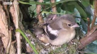 Springwatch 2009 Highlights [Thursday 28th May]