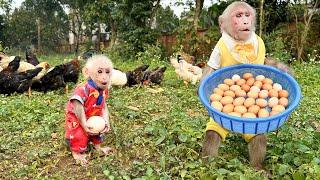 Bibi harvests eggs and asks Dad to cook for Lala when she's hungry!