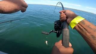 Porgy Fishing Long Island Sound Party Boat Connecticut 2024