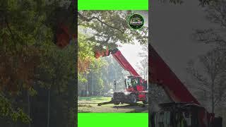 The Perfect Tree Cutting Solution #treecutting #wood #lumberjacking