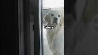 This Dog healed her broken heart #dog  #lovepets