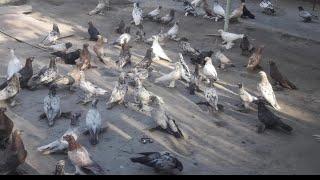 Узбекские голуби Pigeons الحمام Tauben  merpati کبوتر 鴿子 ハトkaʙūtar güvercinler porumbei 20/09/24