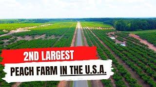 This Peach Farm Generates a Whopping $85 MILLION Per Year | Find Out How They Do It FULL TOUR