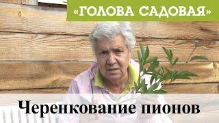 Голова садовая - Черенкование пионов