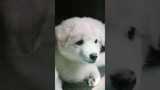 Difference between thief and a peeping tom funny adult joke   #jokes #puppies #shorts #funny #short