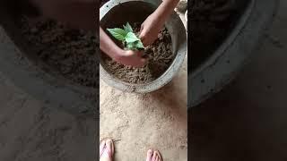 small plant of Harsingar