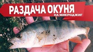 Много окуня на джиг. Микроджиг в луже  | Рыбалка с Fishingsib