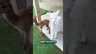 Morning check in with Brewster and the new baby#eagleeyefarm #cuteanimals #babyanimals #farmlife