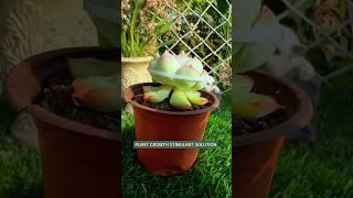 Beginner's Succulent Care: Easy Tips for a Beautiful Plant Garden